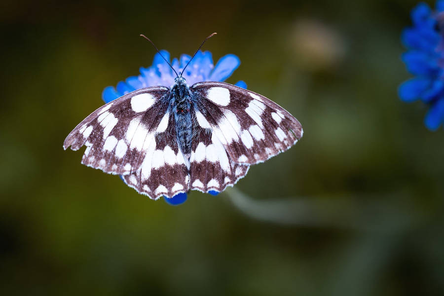 Full Hd Butterfly Blue Flower Wallpaper