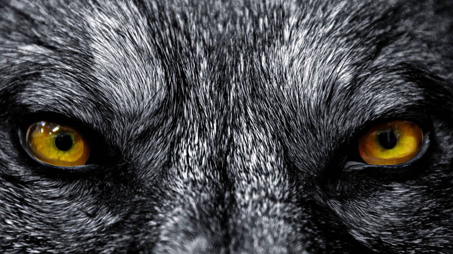 Full Screen Hd Close-up Of Wolf Wallpaper