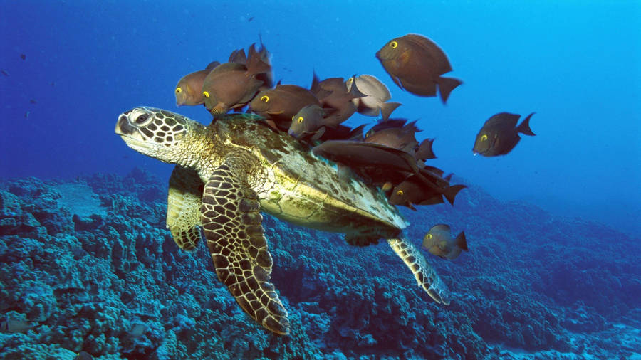Full Screen Hd Of Turtle Underwater Wallpaper