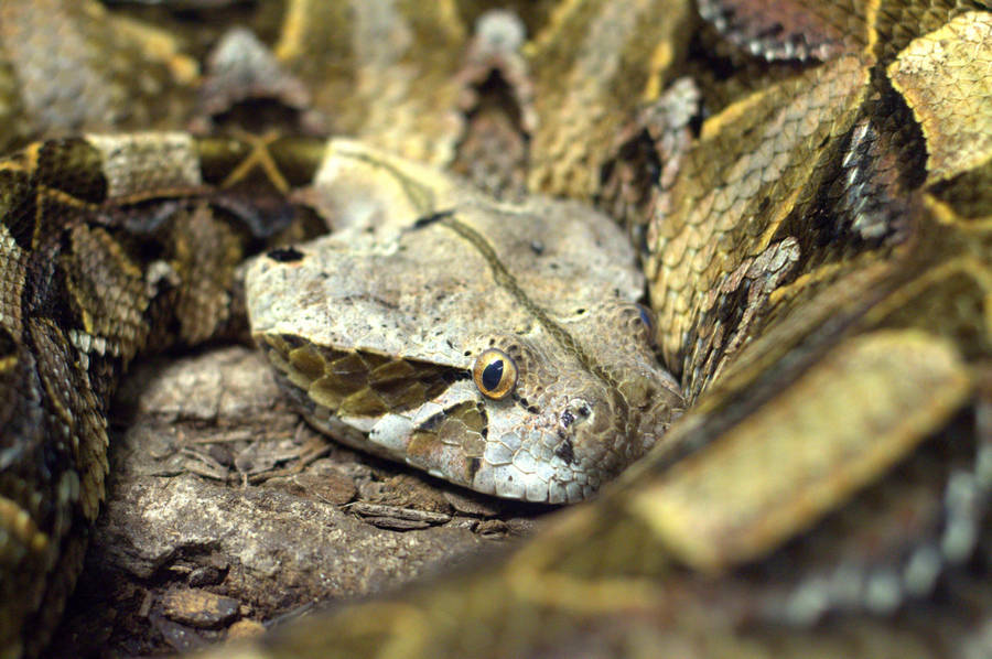 Gaboon Viper West African Snake Head Wallpaper