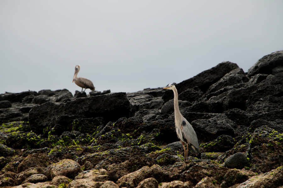 Galapagos Birdson Volcanic Rocks Wallpaper