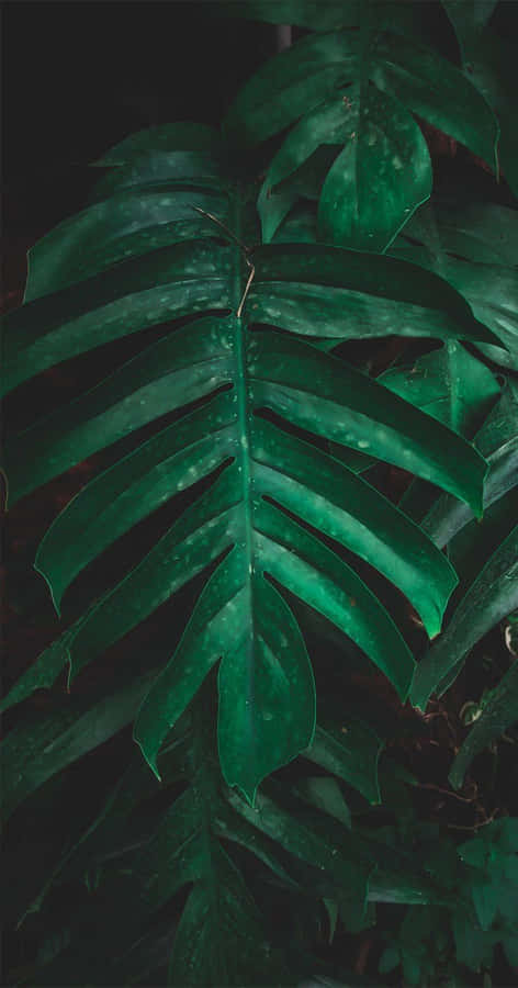 Get Away From It All With Tropical Iphone Wallpaper