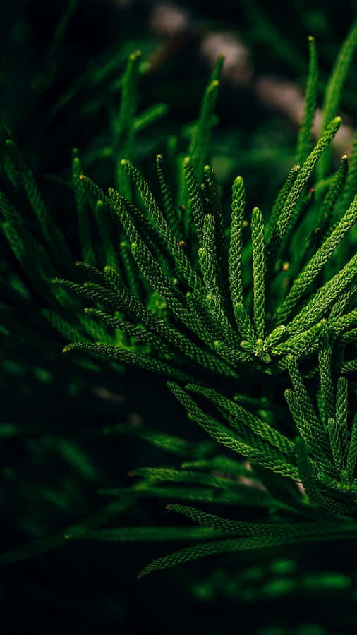 Get Closer To Nature With A Tropical Iphone Wallpaper! Wallpaper