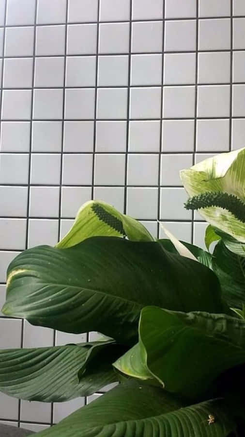 Get Modern And Minimal With Our Grid Aesthetic Iphone Wallpaper Wallpaper