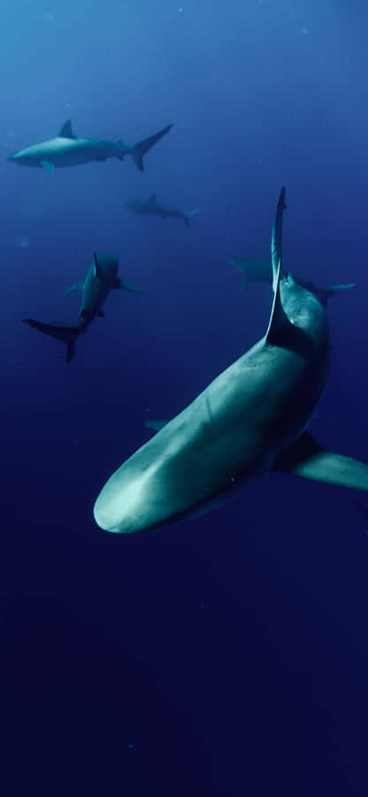 Get The Most Out Of Your Iphone With The Shark Skin. Wallpaper