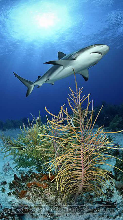 Get The Shark Iphone And Stand Out From The Crowd. Wallpaper