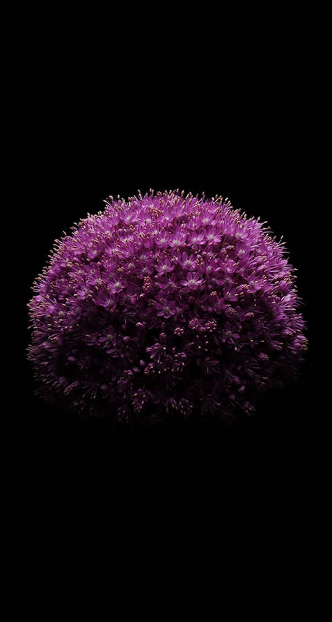 Giant Allium Ios 6 Wallpaper