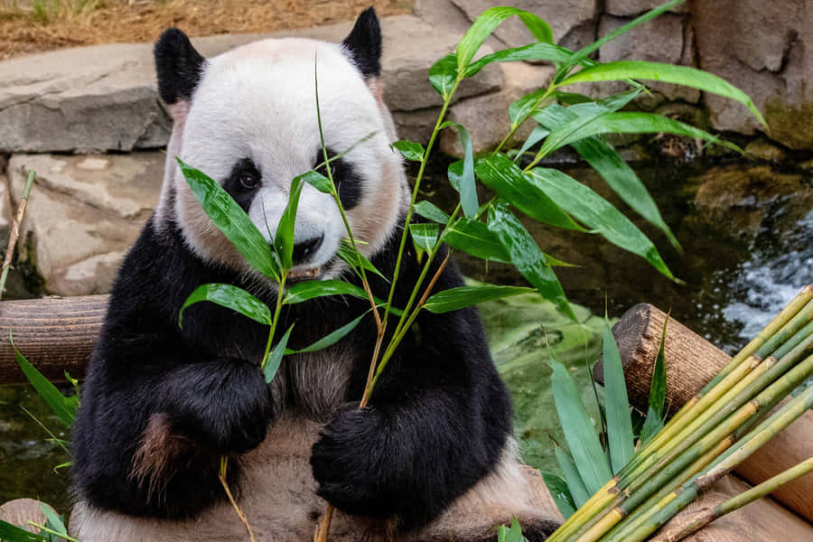 Giant Panda Bamboo Leaves Wallpaper
