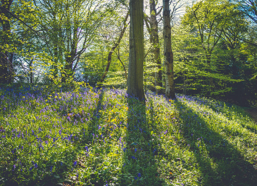 Giant Trees On Meadow Wallpaper