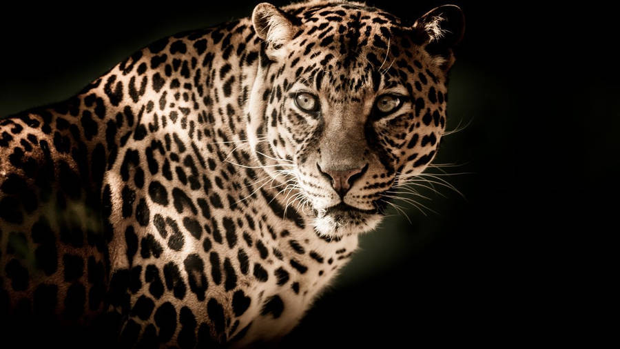 Glowing Animal Leopard Hd Wallpaper