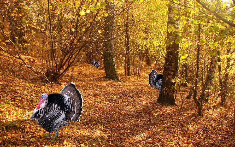 Gobble, Gobble! These Wild Turkeys Are Ready For Thanksgiving! Wallpaper