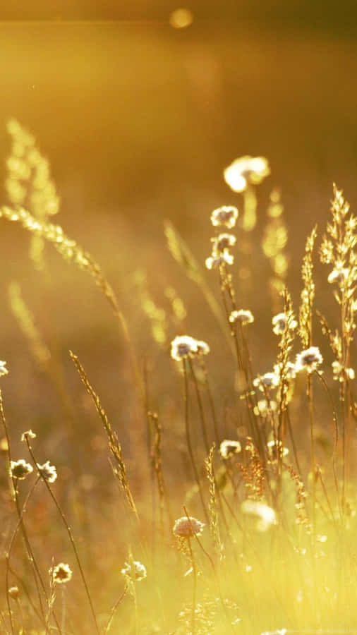 Gold Iphone Wild Grass And Flowers Wallpaper