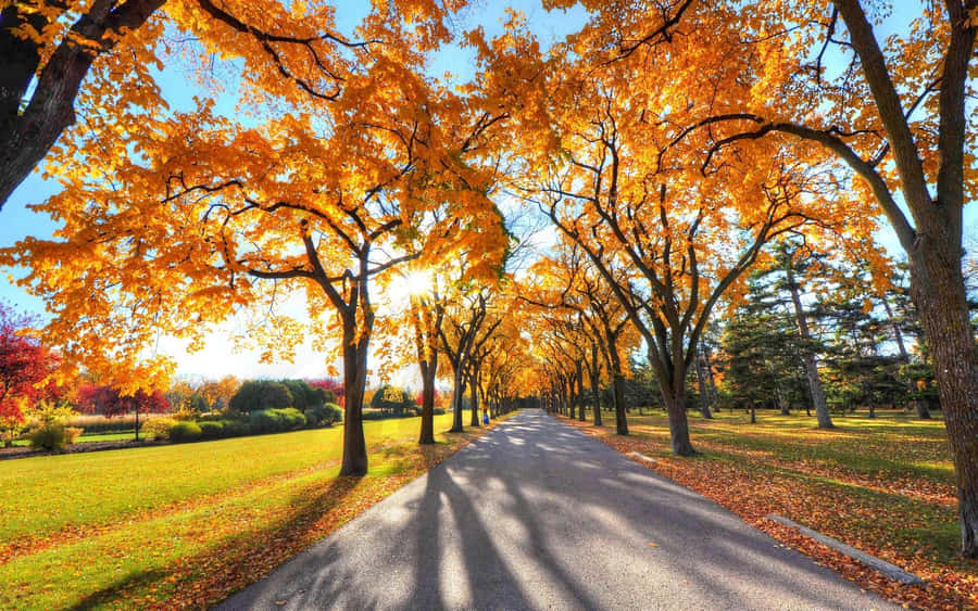 Golden Autumn Boulevard Wallpaper