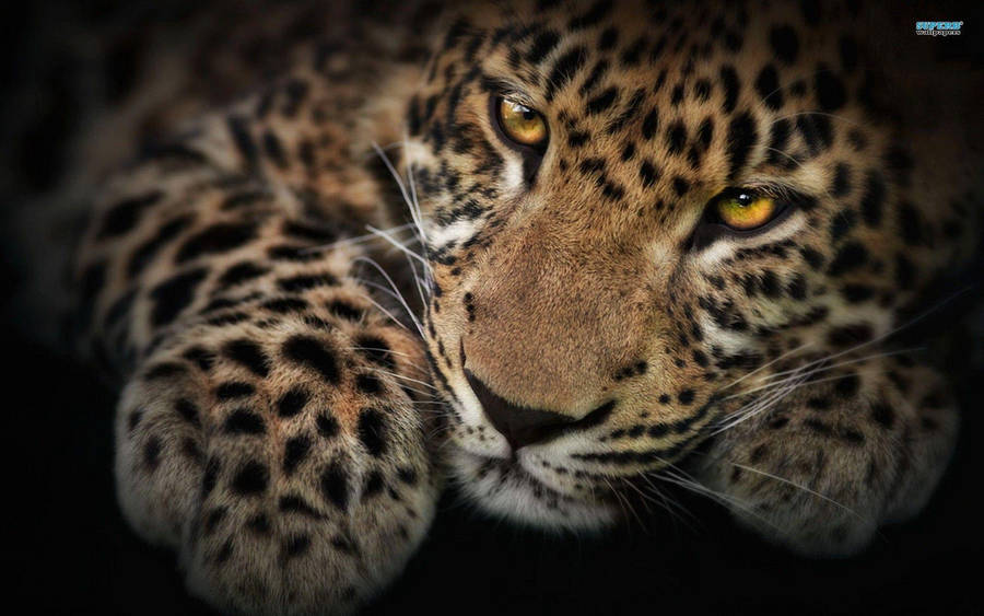 Golden-eyed Leopard Hd Wallpaper