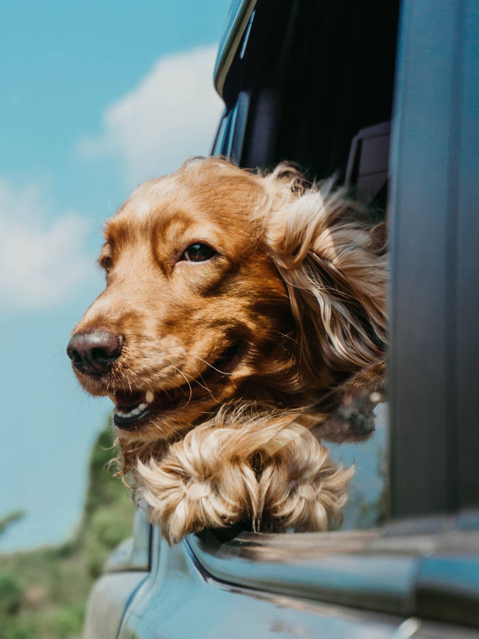 Golden Retriever Inside Car Wallpaper