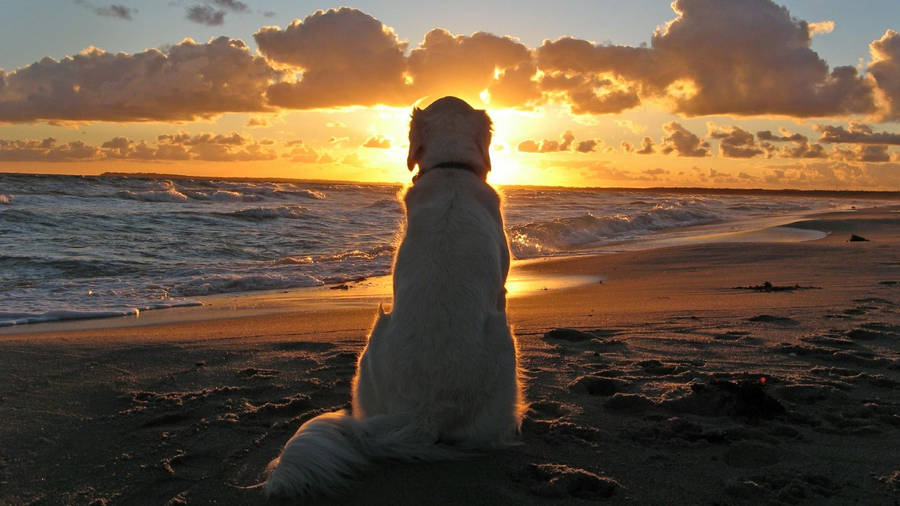 Golden Retriever On Beach Sunset Wallpaper