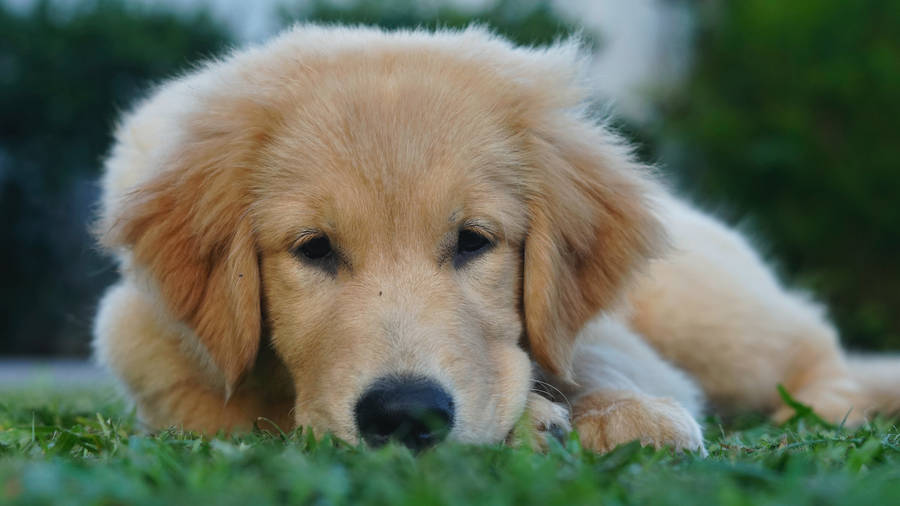 Golden Retriever Puppy Stare Wallpaper