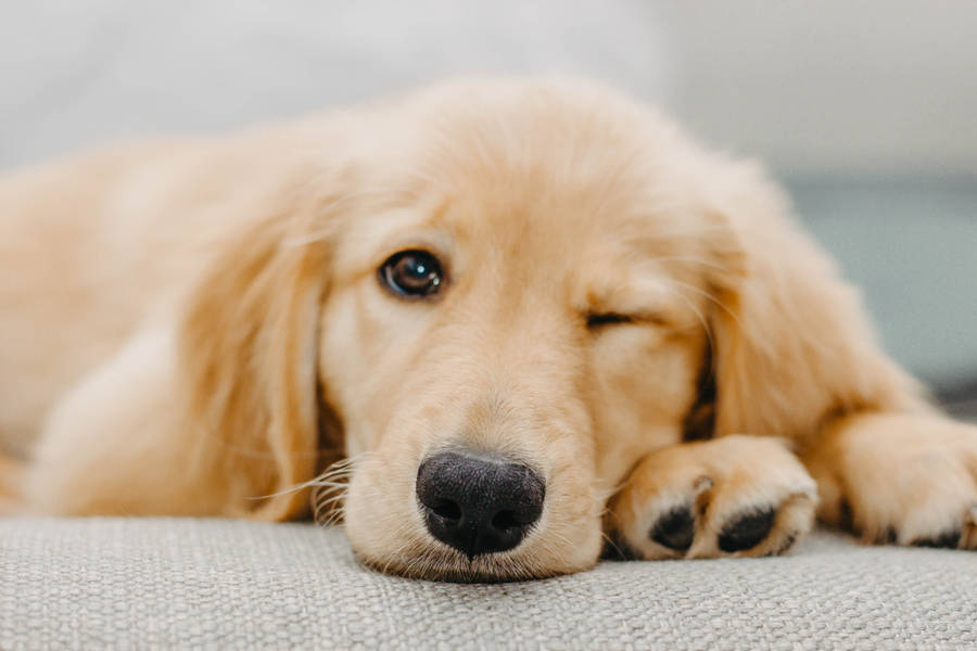 Golden Retriever Winking Wallpaper