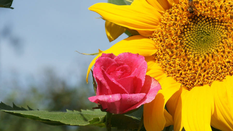 Golden Sunflower And Pink Rose Wallpaper