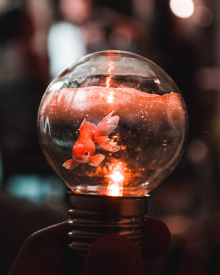 Goldfish In A Bulb Wallpaper