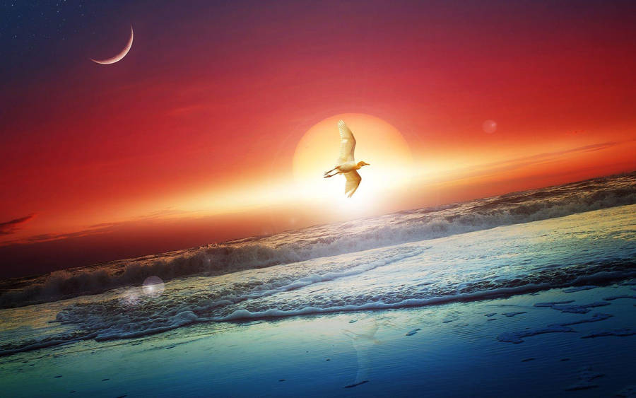 Good Evening Bird Wallpaper