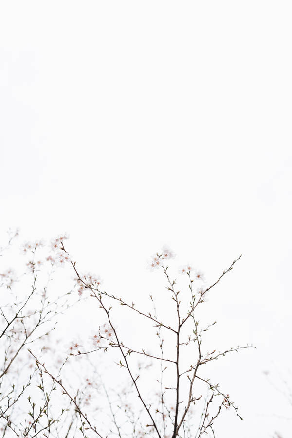 Graceful Cherry Blossoms Under A Blissful White Sky Wallpaper