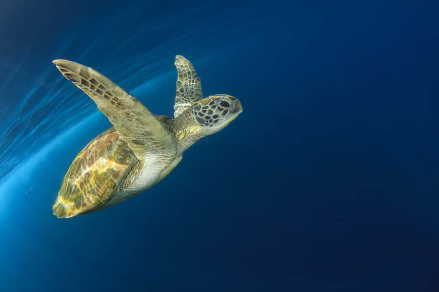 Graceful Sea Turtle Swimming Wallpaper
