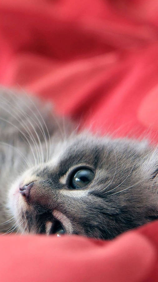 Gray Ojos Azules Cat Iphone Wallpaper