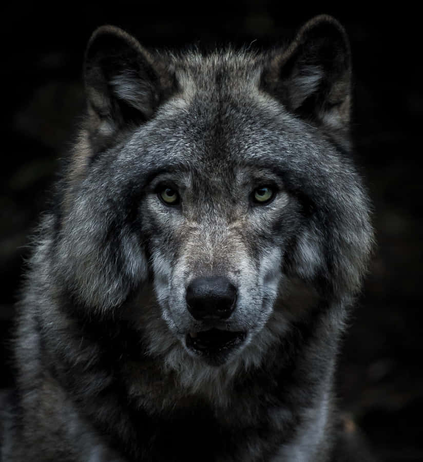Gray Super Cool Wolf Phone Wallpaper