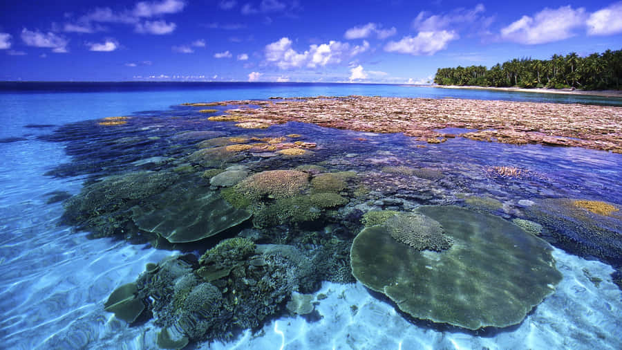 Great Barrier Reef Coral Beauty Wallpaper