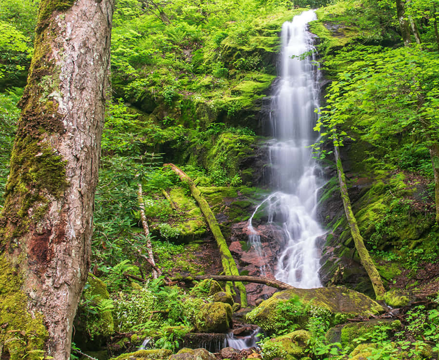 Great Smoky Mountains National Park Moss Wallpaper