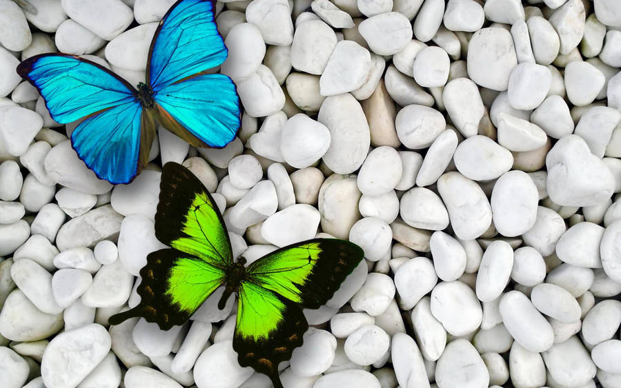 Green And Blue Butterflies Wallpaper