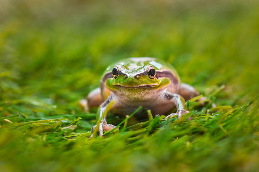 Green And White Frog On Green Grass Wallpaper