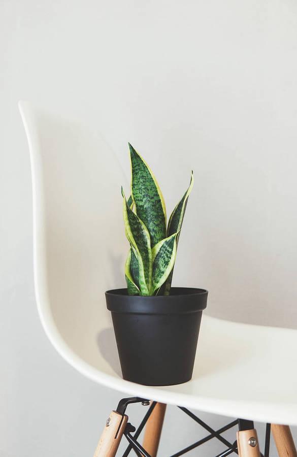 Green And White Serenity: Snake Plant Aesthetic Wallpaper