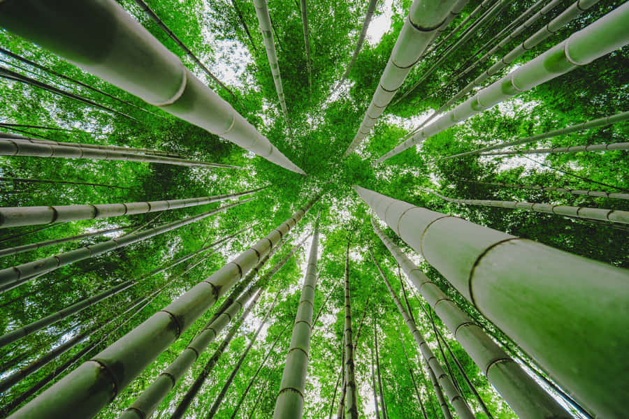 Green Bamboo Trees Bottom-view Wallpaper