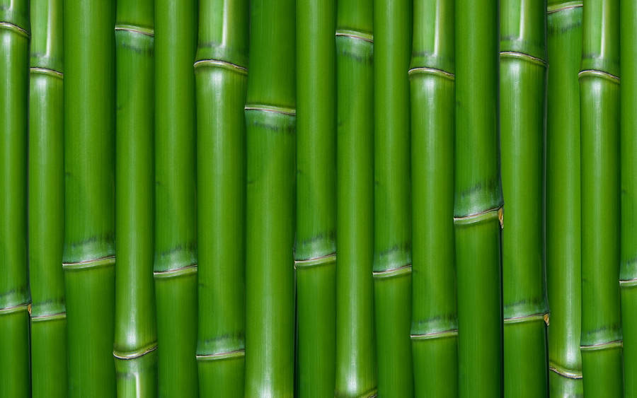 Green Bamboo Wall Wallpaper