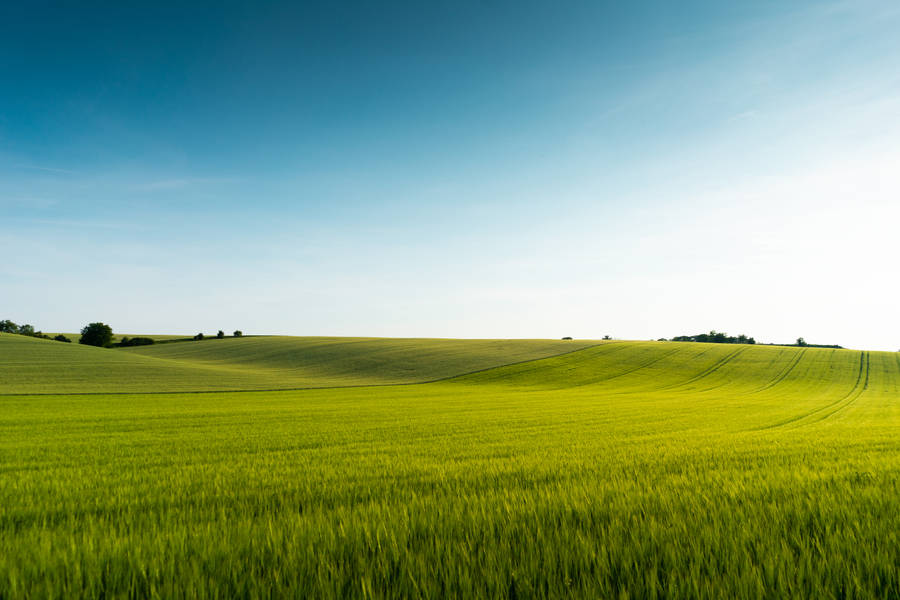 Green Fields Hd Scenery Wallpaper