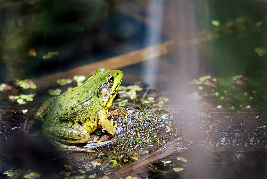 Green Frog On Swamp Wallpaper