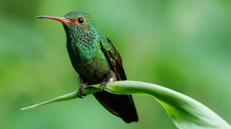 Green Hummingbird On Long Leaf Wallpaper