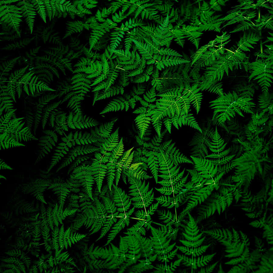 Green Ipad [wallpaper] Wallpaper