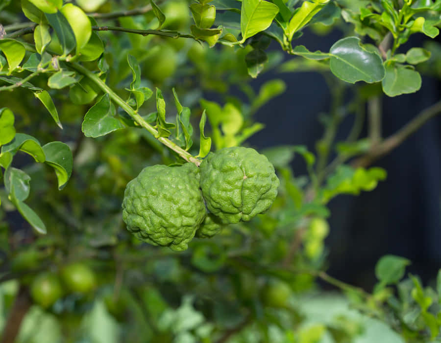 Green Kaffir Lime On Branch Wallpaper