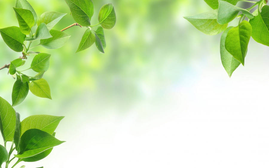 Green Leaves Background Border Wallpaper