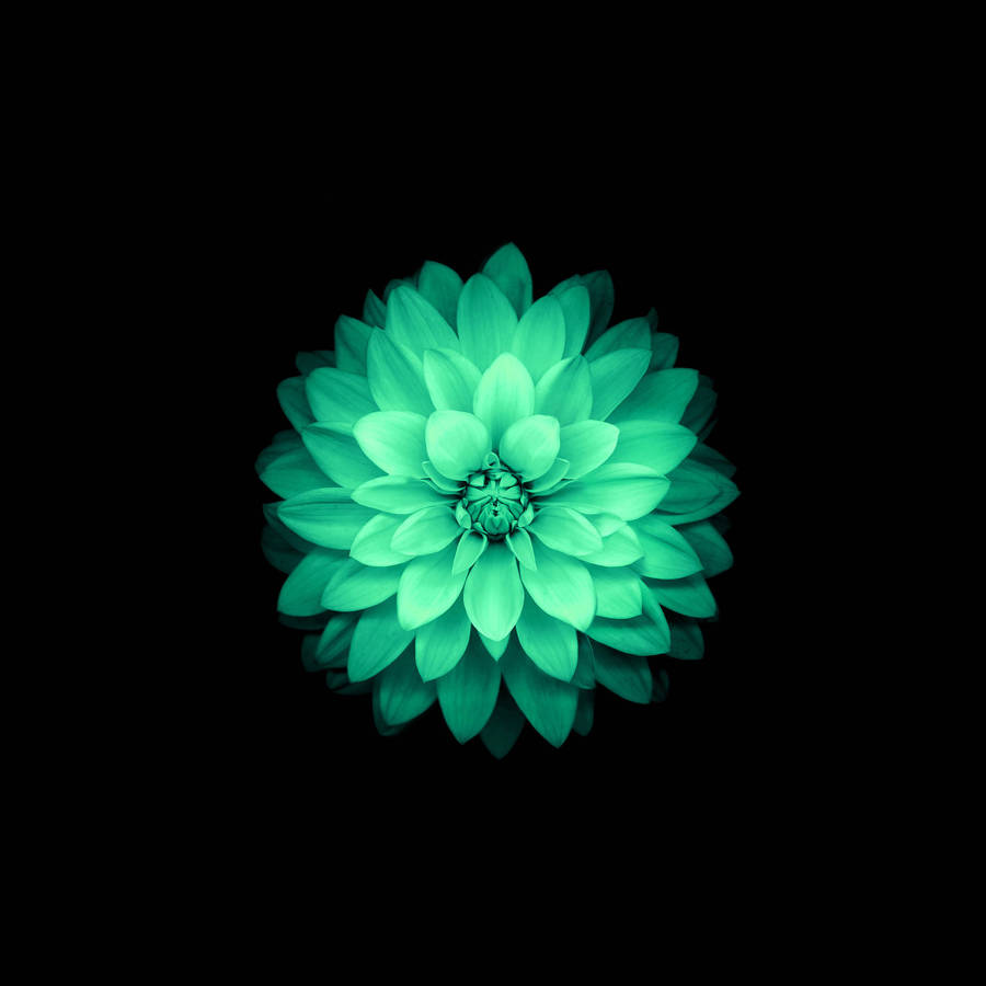 Green Lotus Flower Apple Wallpaper