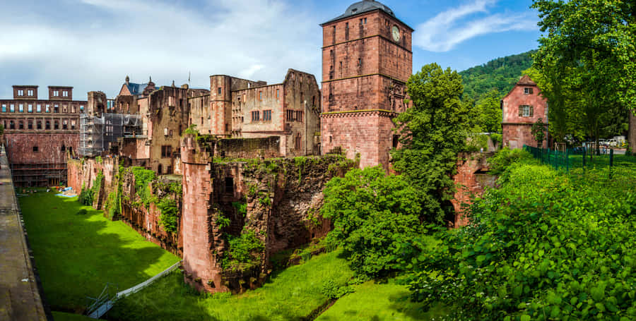 Green Moss Of Heidelberg Castle Wallpaper