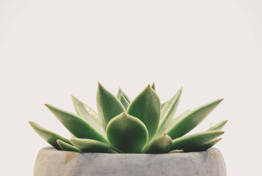 Green Plant Aesthetic Echeveria Wallpaper