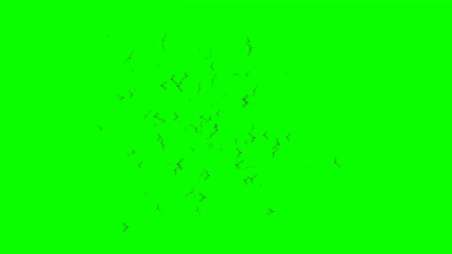 Green Screen Insects Wallpaper