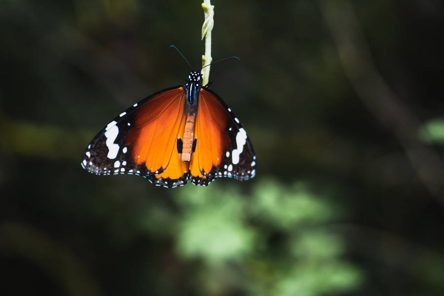 Hanging Beautiful Butterfly Wallpaper
