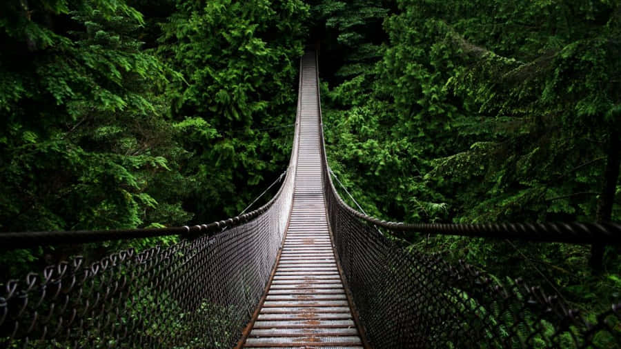 Hanging Bridge In Jungle Desktop Wallpaper
