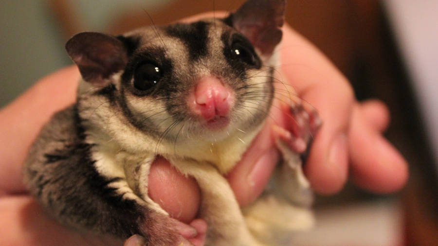 Happy Beaming Sugar Glider Wallpaper
