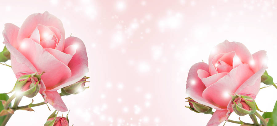 Happy Birthday Twin Flowers Wallpaper